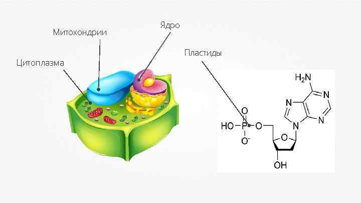 Митохондрии Цитоплазма Ядро Пластиды 
