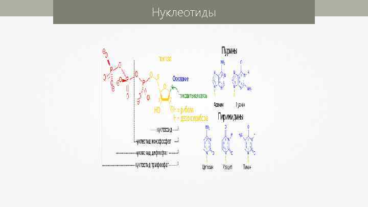 Нуклеотиды 