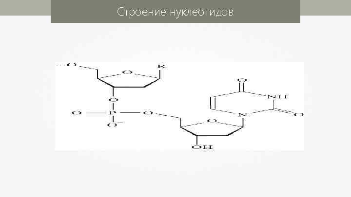 Строение нуклеотидов 