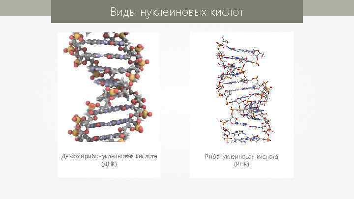 Виды нуклеиновых кислот Дезоксирибонуклеиновая кислота (ДНК) Рибонуклеиновая кислота (РНК) 