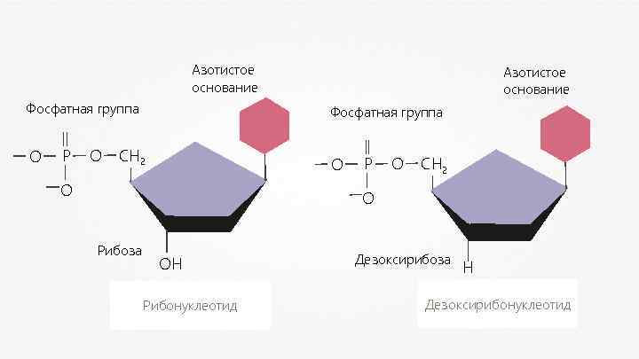 Азотистое основание Фосфатная группа О P О Азотистое основание Фосфатная группа CH 2 О