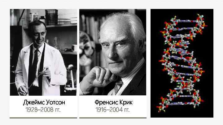 Джеймс Уотсон 1928– 2008 гг. Френсис Крик 1916– 2004 гг. 