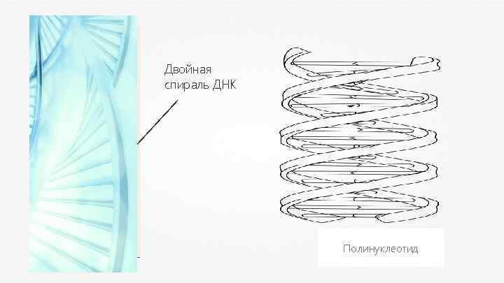 Двойная спираль ДНК Полинуклеотид 