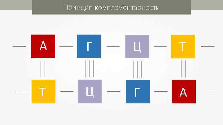 Принцип комплементарности А Г Ц Т Т Ц Г А 