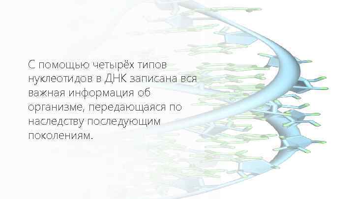 С помощью четырёх типов нуклеотидов в ДНК записана вся важная информация об организме, передающаяся