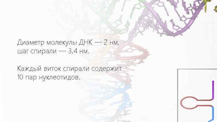 Диаметр молекулы ДНК — 2 нм, шаг спирали — 3, 4 нм. Каждый виток