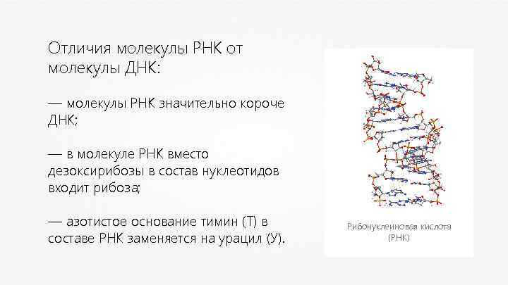 Чем отличается молекула. Отличие молекулы ДНК от РНК. Чем молекула ДНК отличается от и-РНК. Чем молекула РНК отличается от молекулы ДНК. Молекулы РНК короче ДНК?.