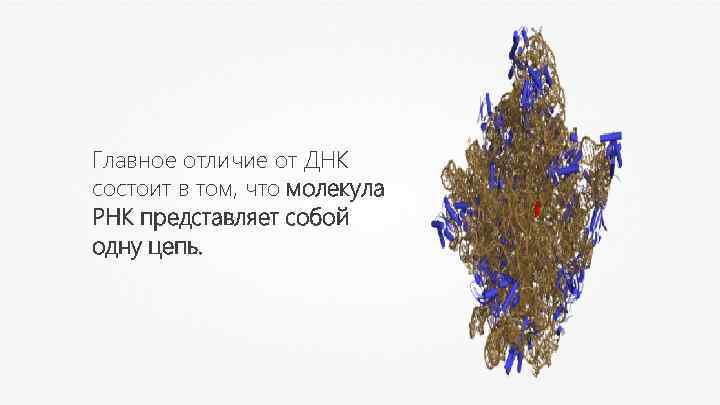 Главное отличие от ДНК состоит в том, что молекула РНК представляет собой одну цепь.