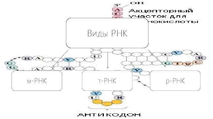 Виды РНК м-РНК т-РНК р-РНК 