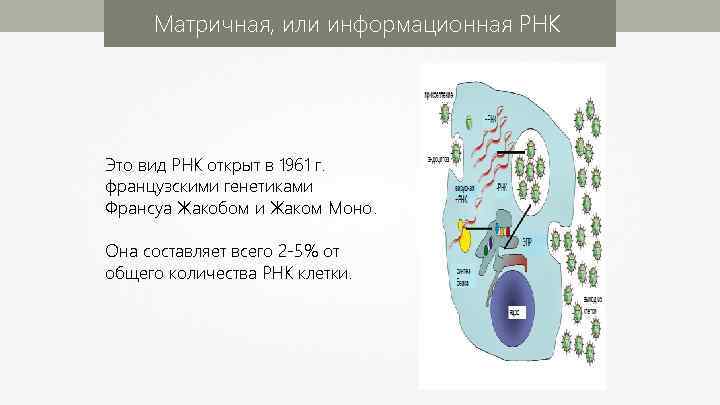 Матричная, или информационная РНК Это вид РНК открыт в 1961 г. французскими генетиками Франсуа