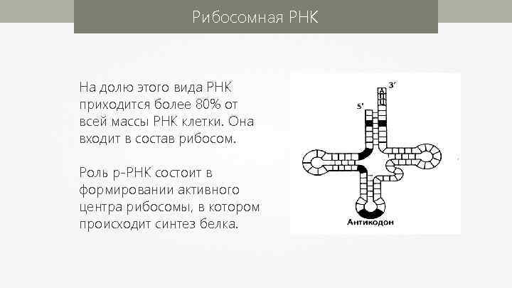 Рибосомная РНК На долю этого вида РНК приходится более 80% от всей массы РНК