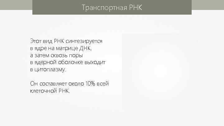 Транспортная РНК Этот вид РНК синтезируется в ядре на матрице ДНК, а затем сквозь