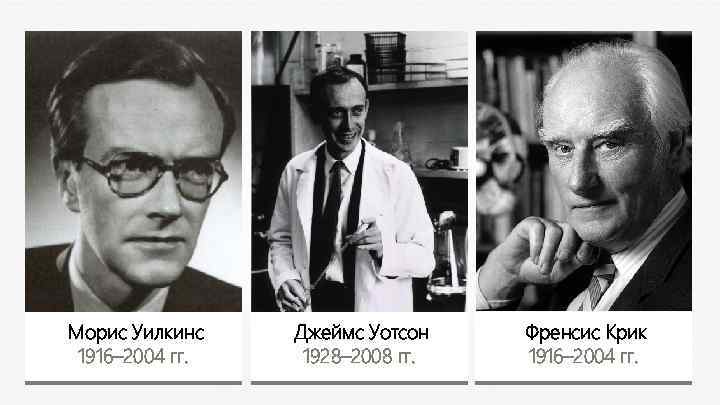 Морис Уилкинс 1916– 2004 гг. Джеймс Уотсон 1928– 2008 гг. Френсис Крик 1916– 2004