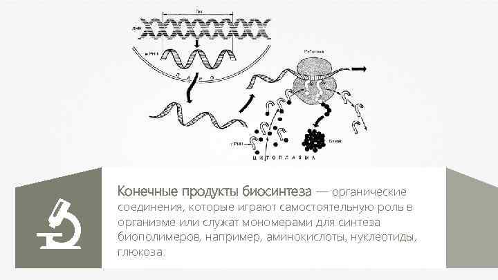Конечные продукты биосинтеза — органические соединения, которые играют самостоятельную роль в организме или служат