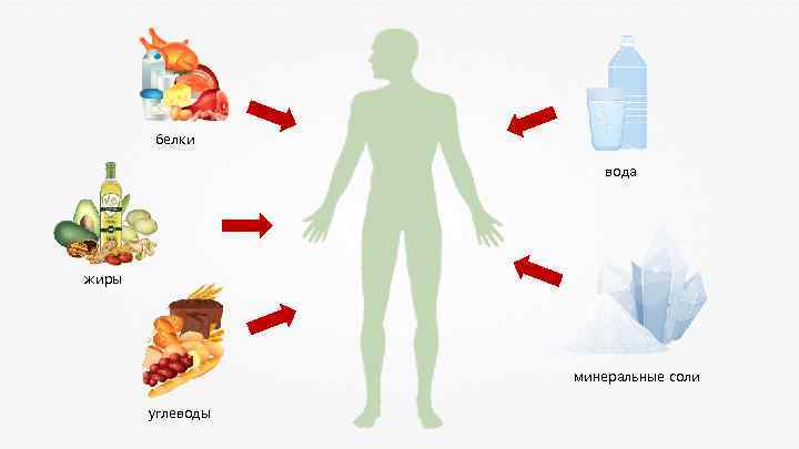 белки вода жиры минеральные соли углеводы 