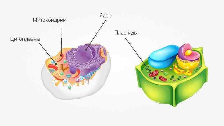 Митохондрии Цитоплазма Ядро Пластиды 