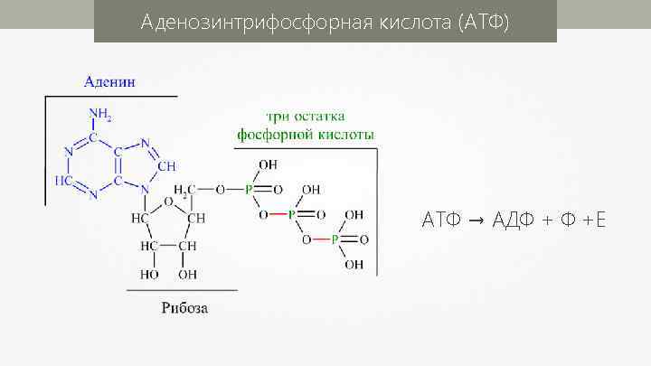 Аденозинтрифосфорная кислота (АТФ) АТФ → АДФ + Ф +Е 