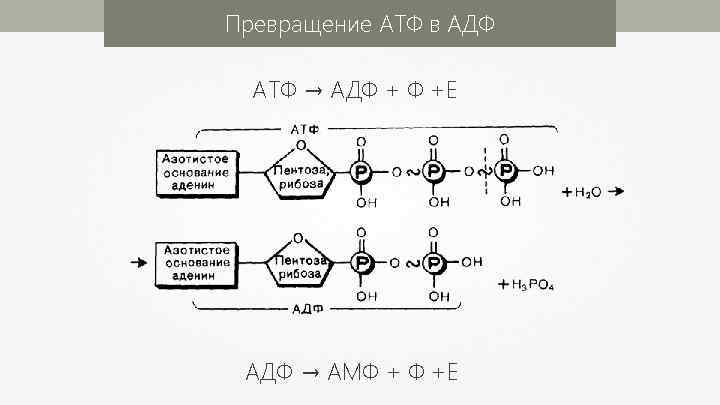 Превращение АТФ в АДФ АТФ → АДФ + Ф +Е АДФ → АМФ +