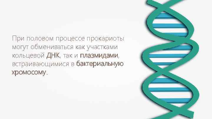 При половом процессе прокариоты могут обмениваться как участками кольцевой ДНК, так и плазмидами, встраивающимися