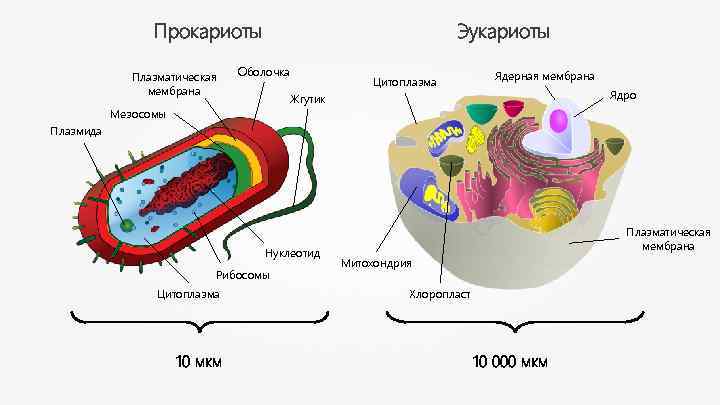 Прокариоты Плазматическая мембрана Эукариоты Оболочка Цитоплазма Ядерная мембрана Ядро Жгутик Мезосомы Плазмида Нуклеотид Рибосомы