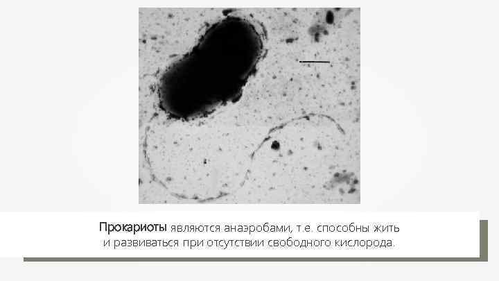 Прокариоты являются анаэробами, т. е. способны жить и развиваться при отсутствии свободного кислорода. 