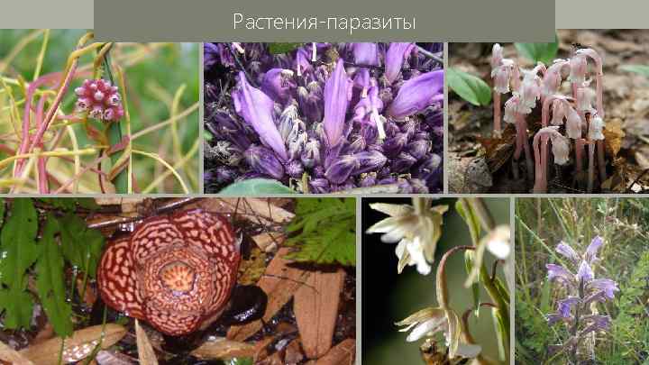 Растения-паразиты 