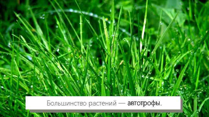 Большинство растений — автотрофы. 