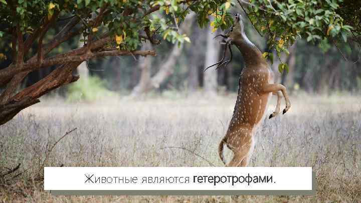 Животные являются гетеротрофами. 