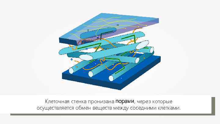 Клеточная стенка пронизана порами, через которые осуществляется обмен веществ между соседними клетками. 