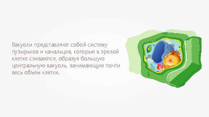 Вакуоли представляют собой систему пузырьков и канальцев, которые в зрелой клетке сливаются, образуя большую