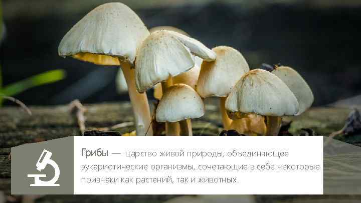 Грибы — царство живой природы, объединяющее эукариотические организмы, сочетающие в себе некоторые признаки как