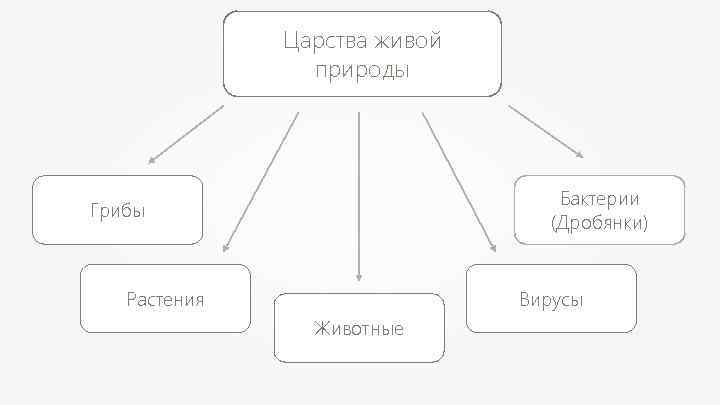 Царства живой природы Бактерии (Дробянки) Грибы Растения Вирусы Животные 