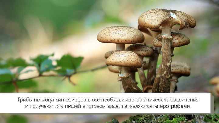 Грибы не могут синтезировать все необходимые органические соединения и получают их с пищей в
