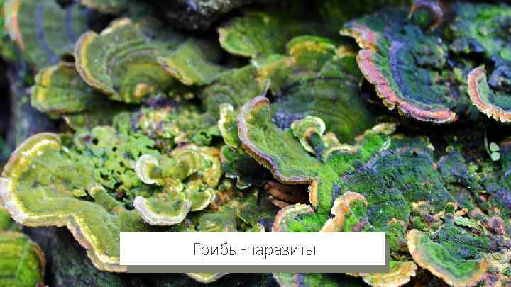 Грибы-паразиты 
