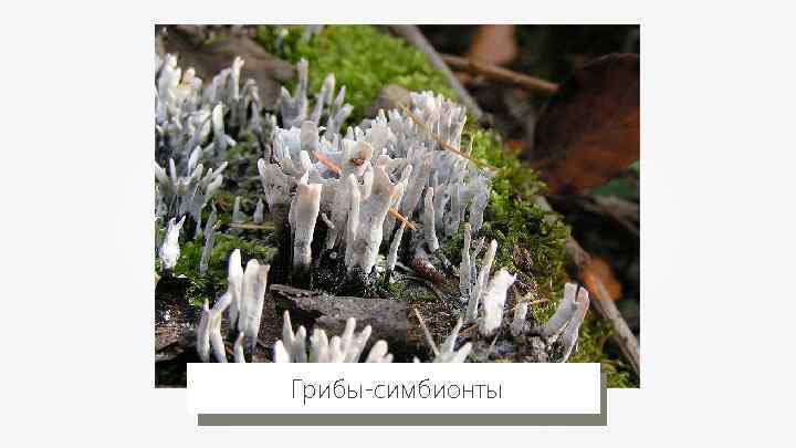 Грибы-симбионты 