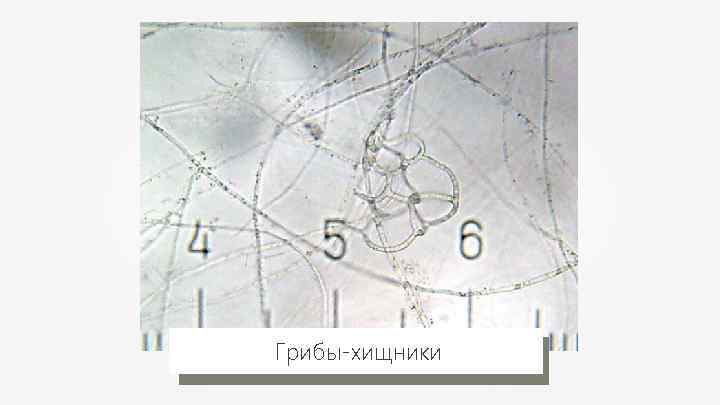 Грибы-хищники 