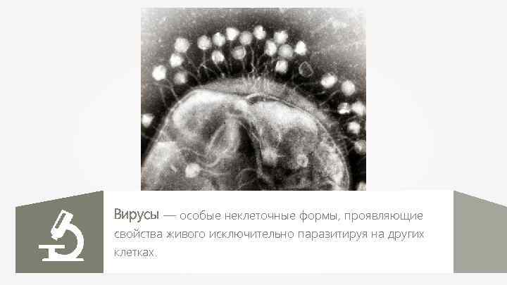 Вирусы — особые неклеточные формы, проявляющие свойства живого исключительно паразитируя на других клетках. 