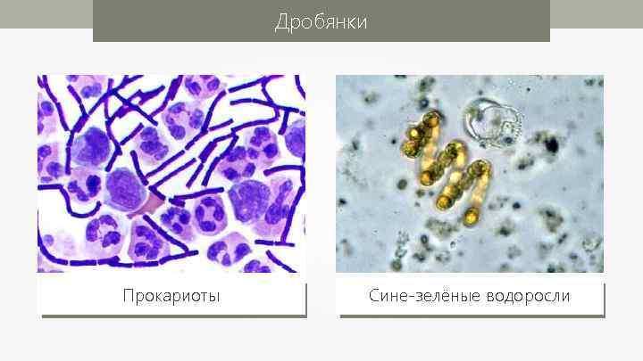 Дробянки Прокариоты Сине-зелёные водоросли 