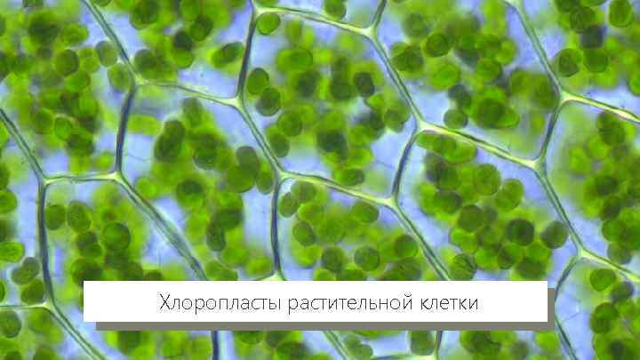 Хлоропласты растительной клетки 