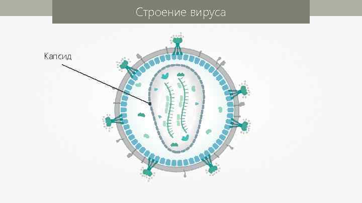 Строение вируса Капсид 