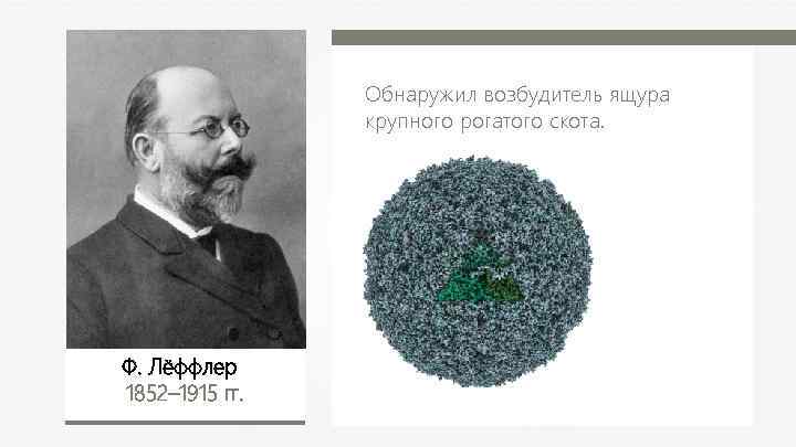 Обнаружил возбудитель ящура крупного рогатого скота. Ф. Лёффлер 1852– 1915 гг. 