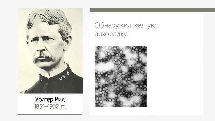 Обнаружил жёлтую лихорадку. Уолтер Рид 1851– 1902 гг. 