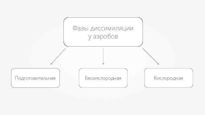 Фазы диссимиляции у аэробов Подготовительная Бескислородная Кислородная 