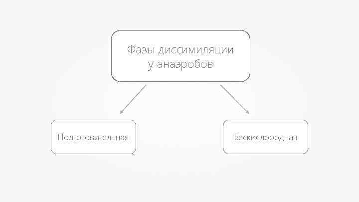 Фазы диссимиляции у анаэробов Подготовительная Бескислородная 