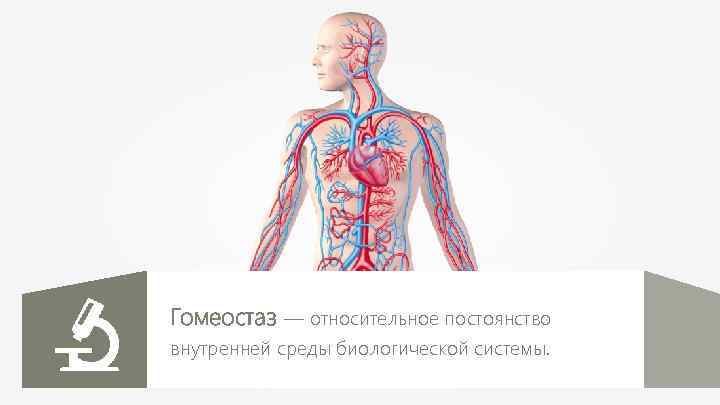 Гомеостаз — относительное постоянство внутренней среды биологической системы. 