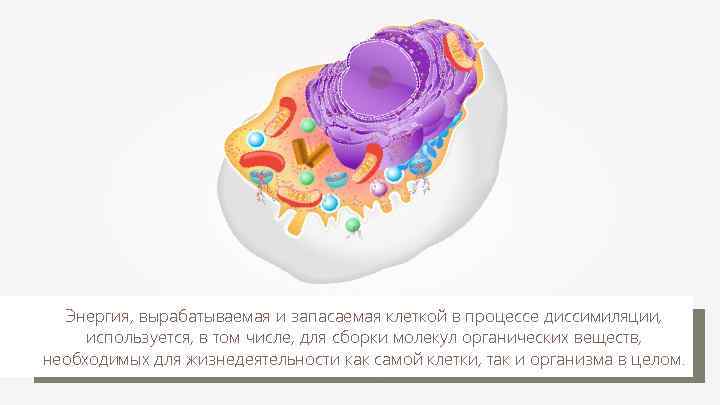 Энергия, вырабатываемая и запасаемая клеткой в процессе диссимиляции, используется, в том числе, для сборки