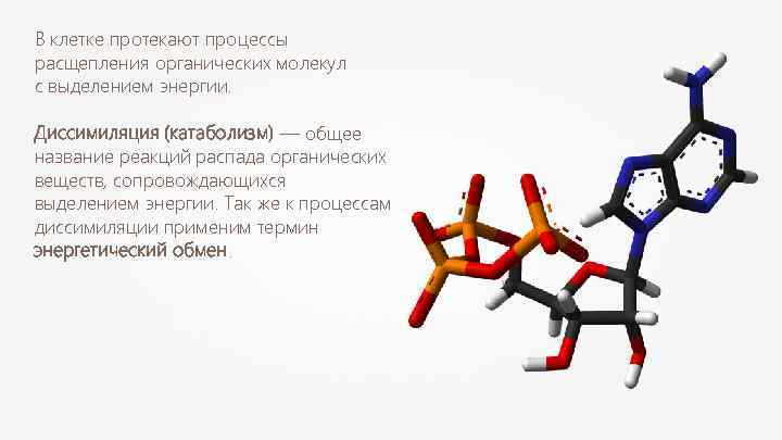 В клетке протекают процессы расщепления органических молекул с выделением энергии. Диссимиляция (катаболизм) — общее