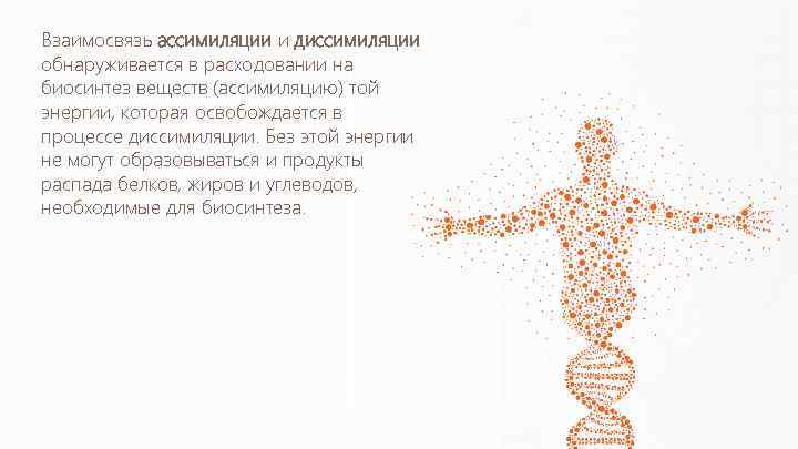 Взаимосвязь ассимиляции и диссимиляции обнаруживается в расходовании на биосинтез веществ (ассимиляцию) той энергии, которая