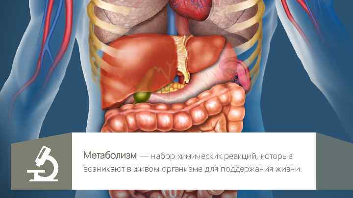 Метаболизм — набор химических реакций, которые возникают в живом организме для поддержания жизни. 