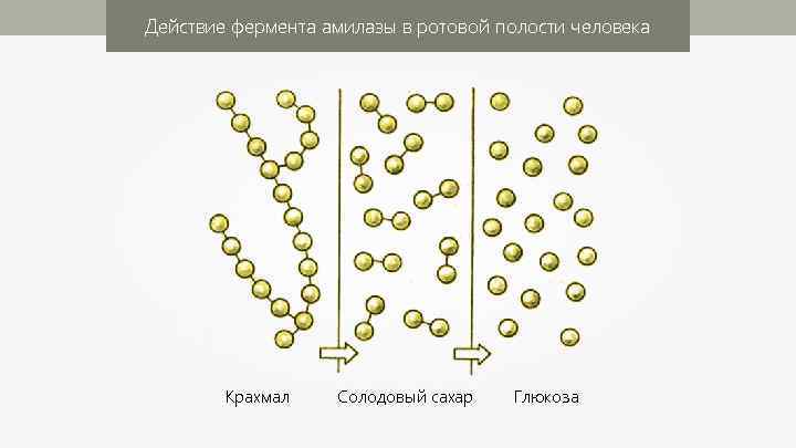 Действие фермента амилазы в ротовой полости человека Крахмал Солодовый сахар Глюкоза 